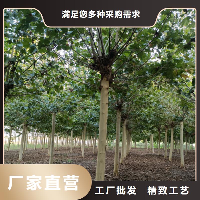 造型法桐厂家量大优惠