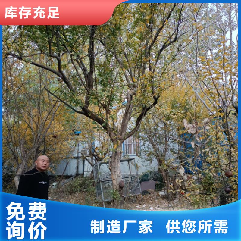 法桐价格现货直供苗木基地