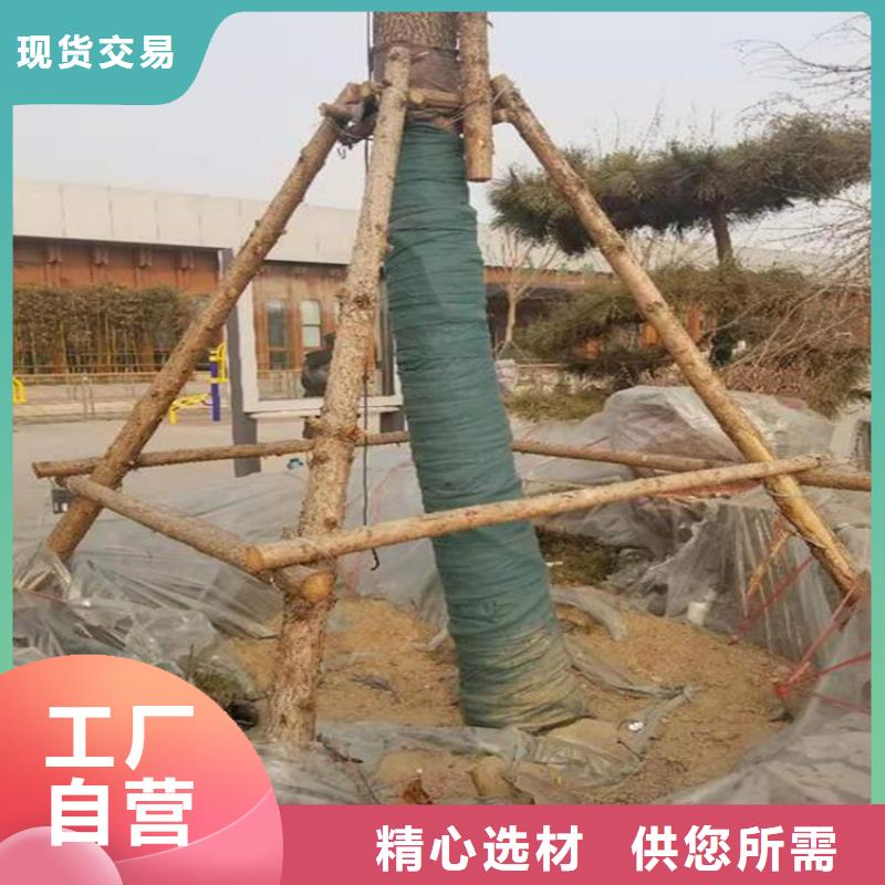 裹树布-玻纤土工格栅设备齐全支持定制