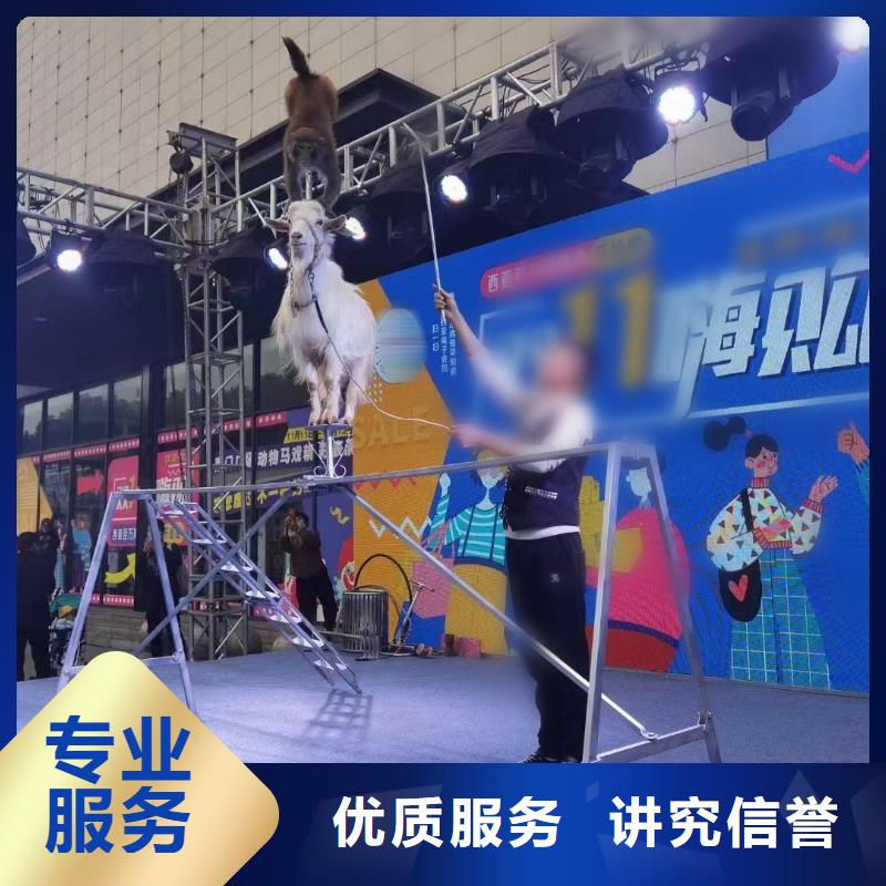 马戏团/羊驼【美人鱼出租演出】全市24小时服务