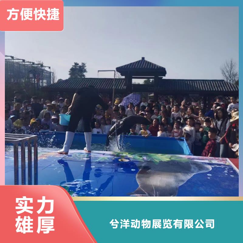 海洋主题动物表演,观赏性羊驼租赁品质卓越