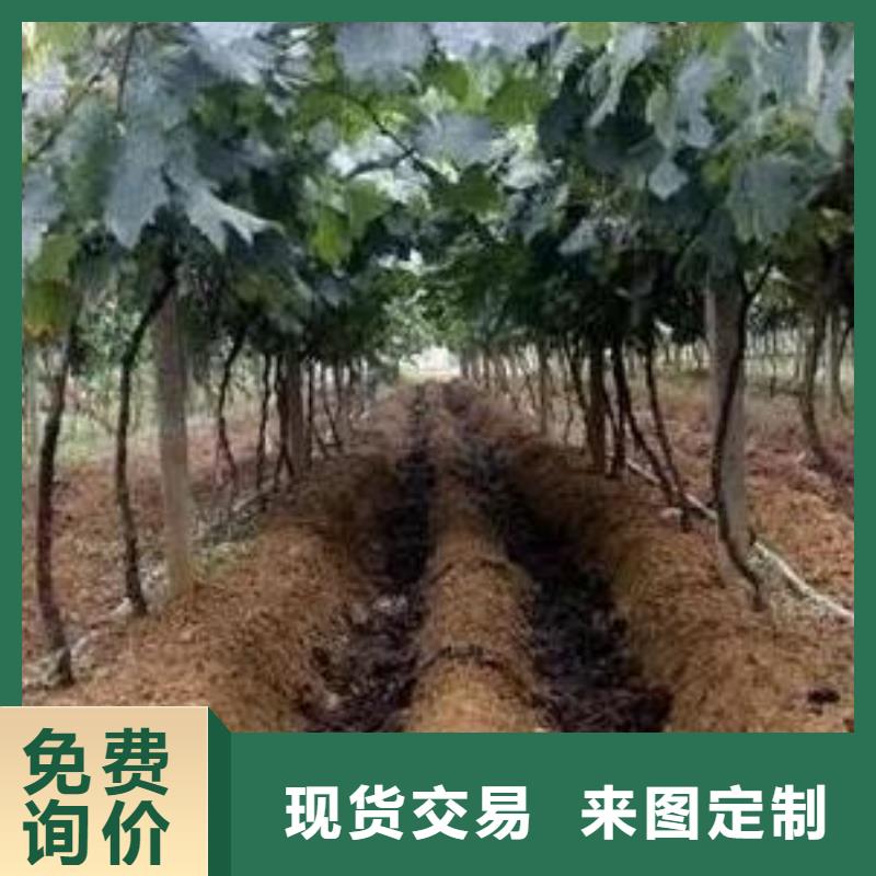 绍兴嵊州诸暨发酵羊粪养根壮苗