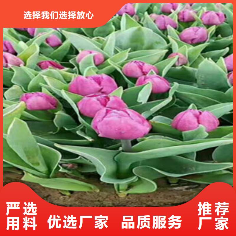 时令草花宿根花卉基地精品优选