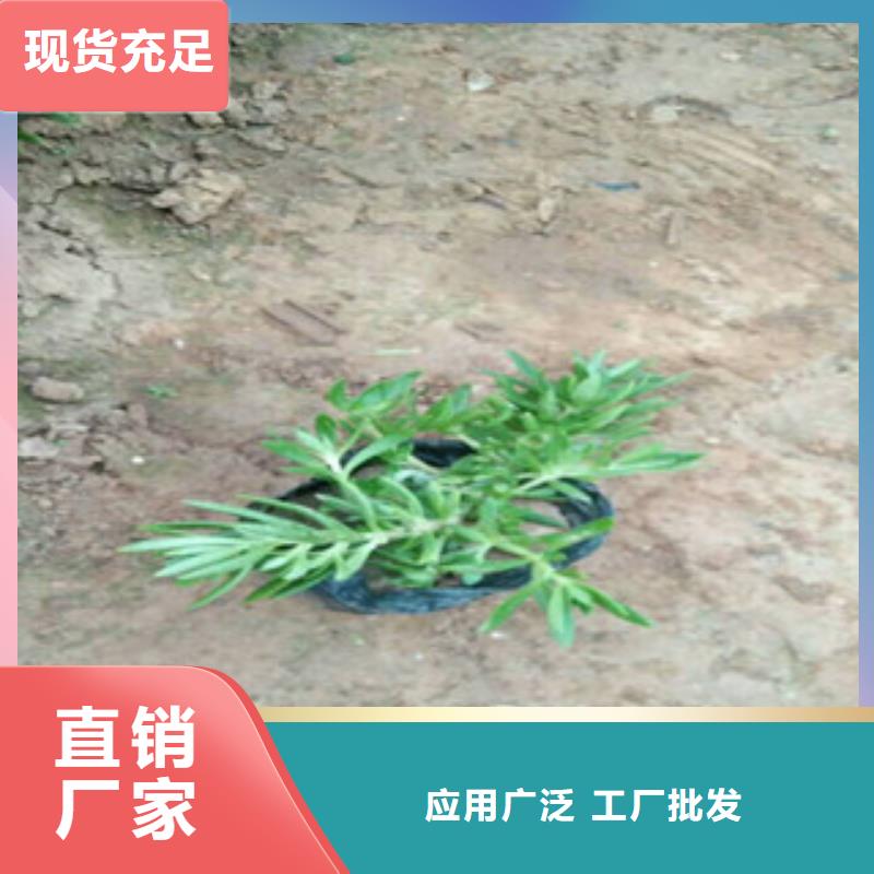 时令草花耐寒耐旱草花基地实力商家推荐