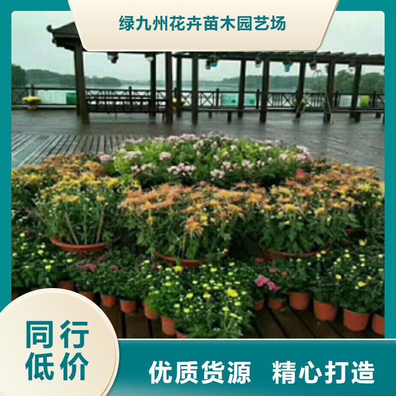 时令草花花海景观工程正规厂家