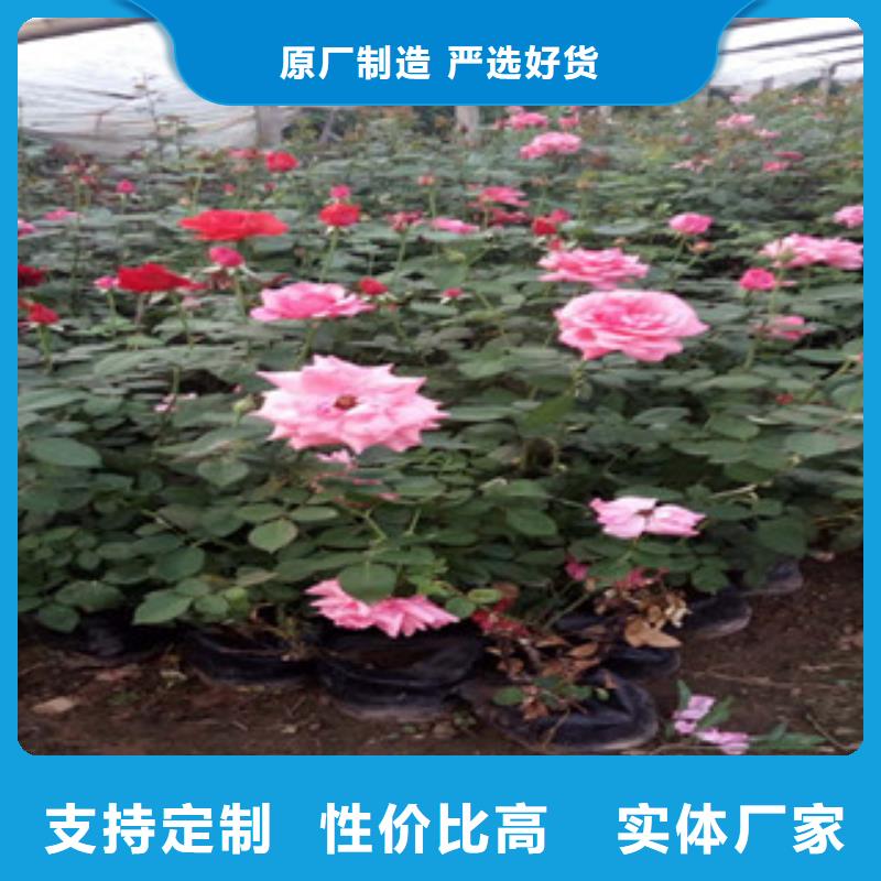 时令草花花海景观工程正规厂家