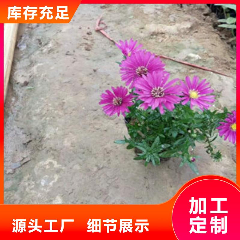 时令草花_花海景观工程联系厂家