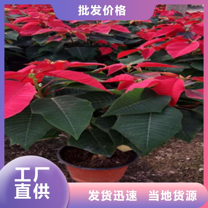 时令草花-五一国庆草花批发N年大品牌