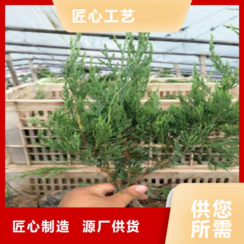 时令草花耐寒耐旱草花基地信誉至上