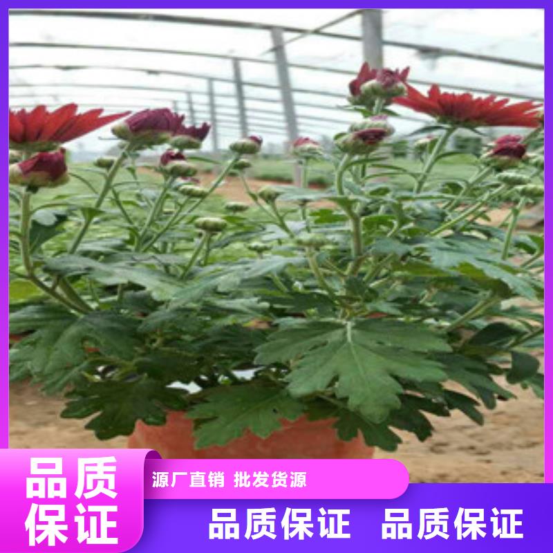 时令草花花海景观工程正规厂家