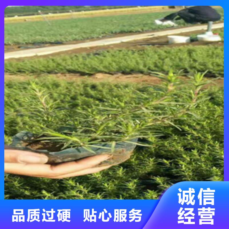 时令草花花海景观工程现货充足量大优惠