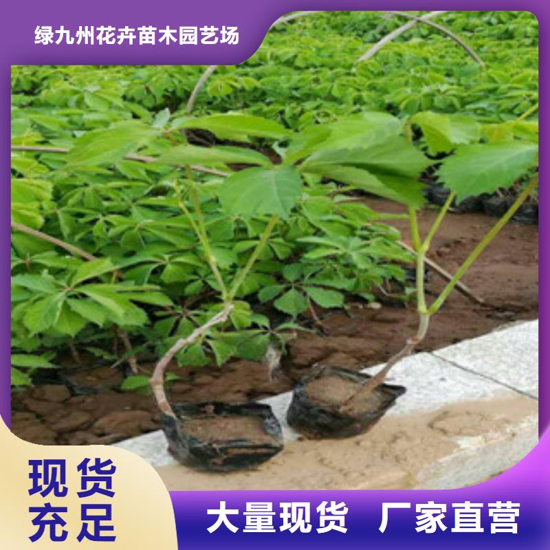 宿根花卉水生植物/荷花睡莲厂家案例