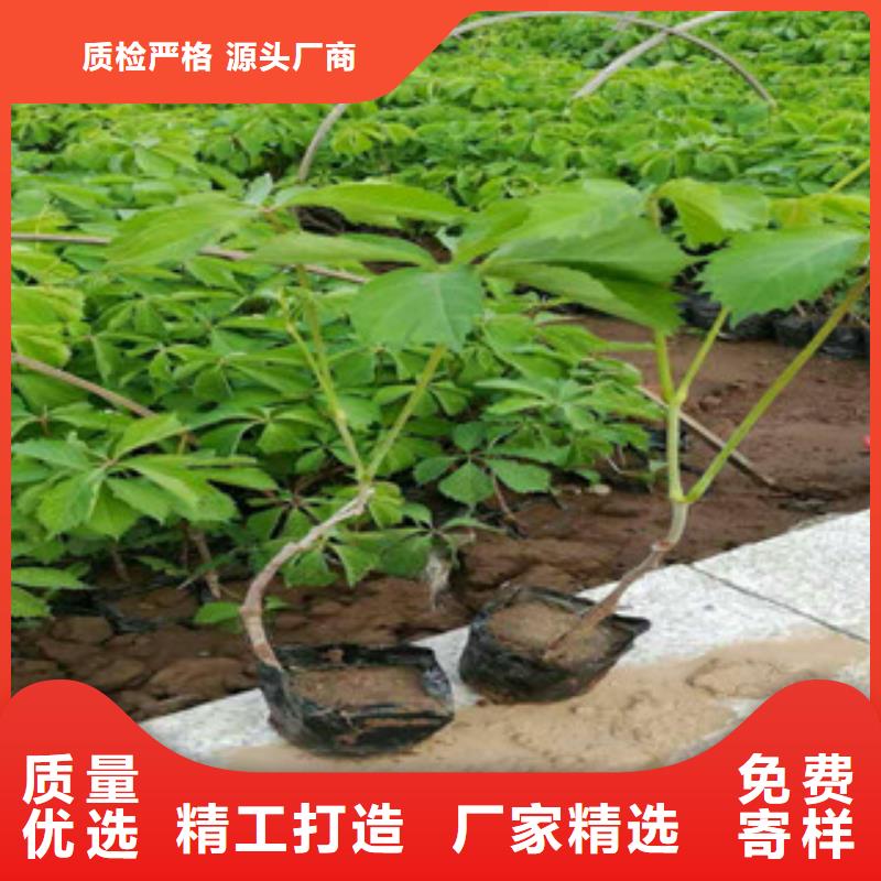 宿根花卉观赏草/蒲苇狼尾草口碑好实力强