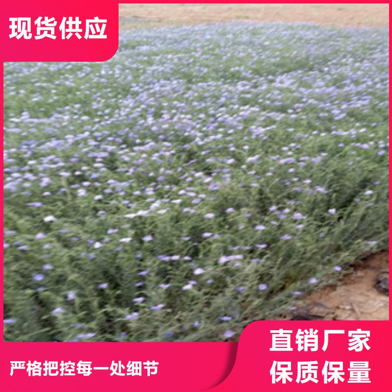 宿根花卉,花海景观工程大量现货