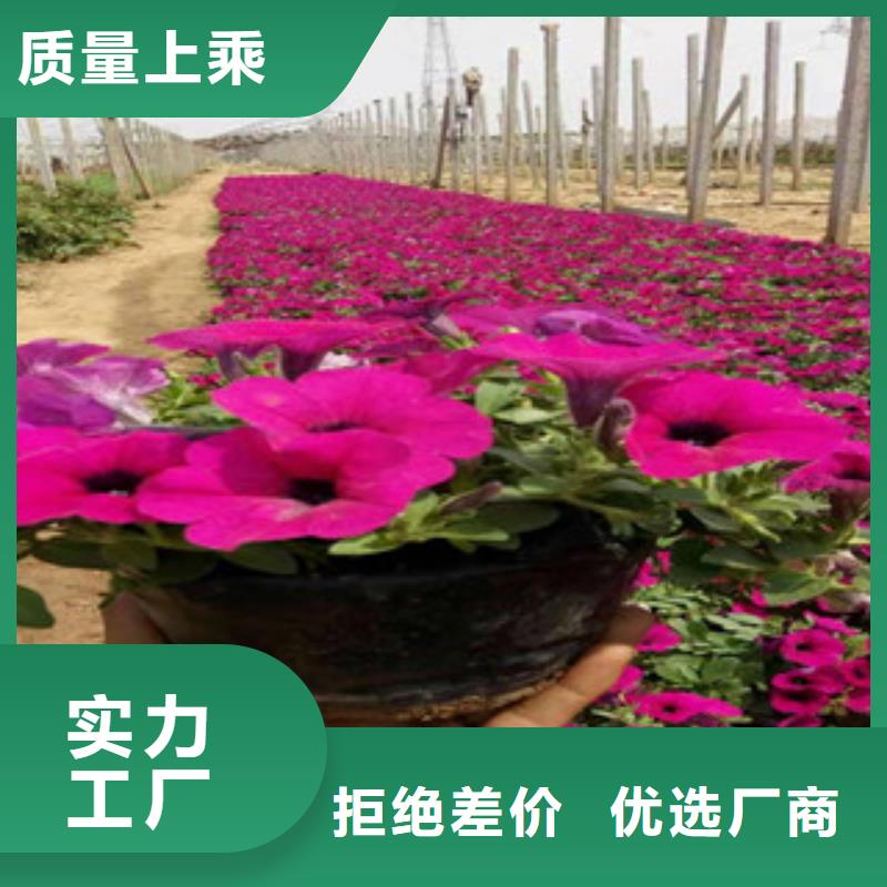 宿根花卉五一国庆草花批发质量三包