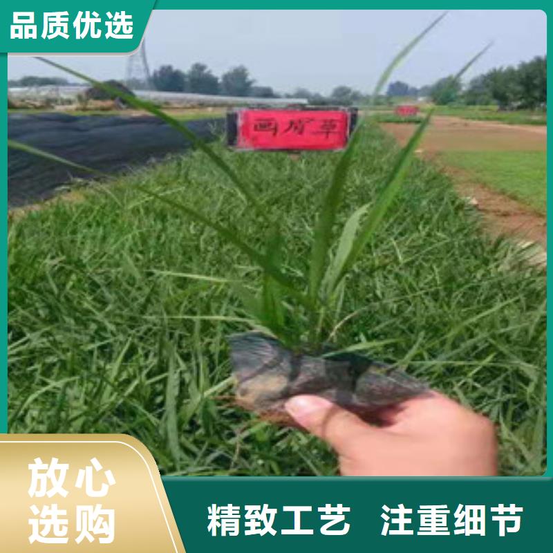 宿根花卉_水生植物/荷花睡莲用好材做好产品