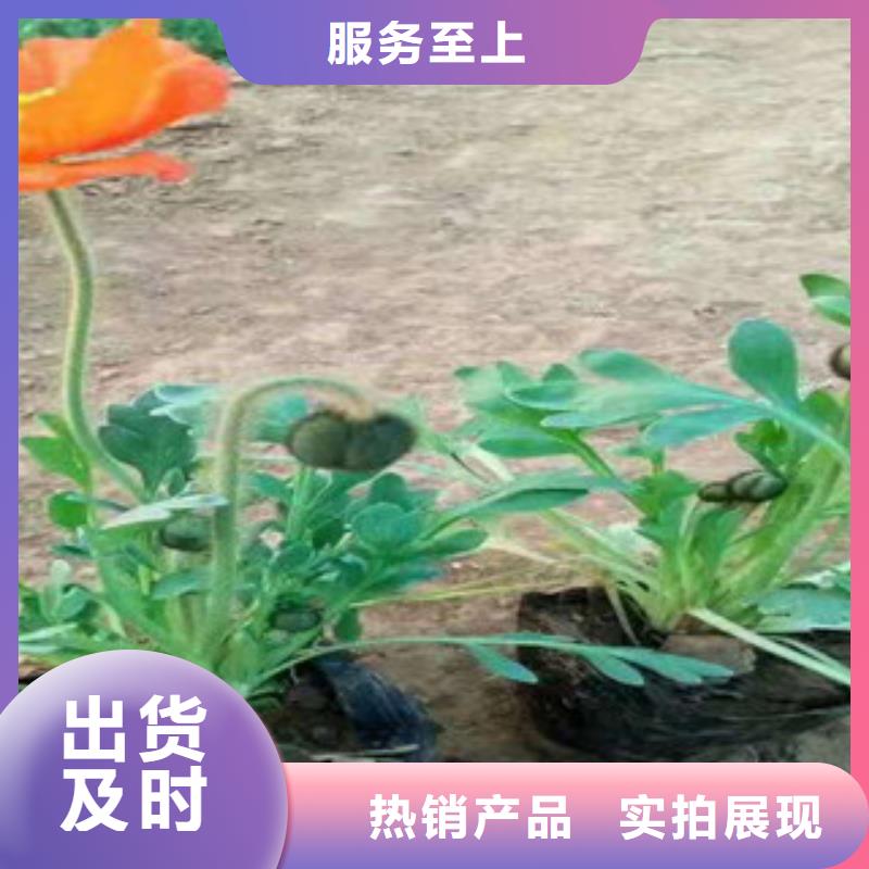 宿根花卉花海景观工程用心做品质