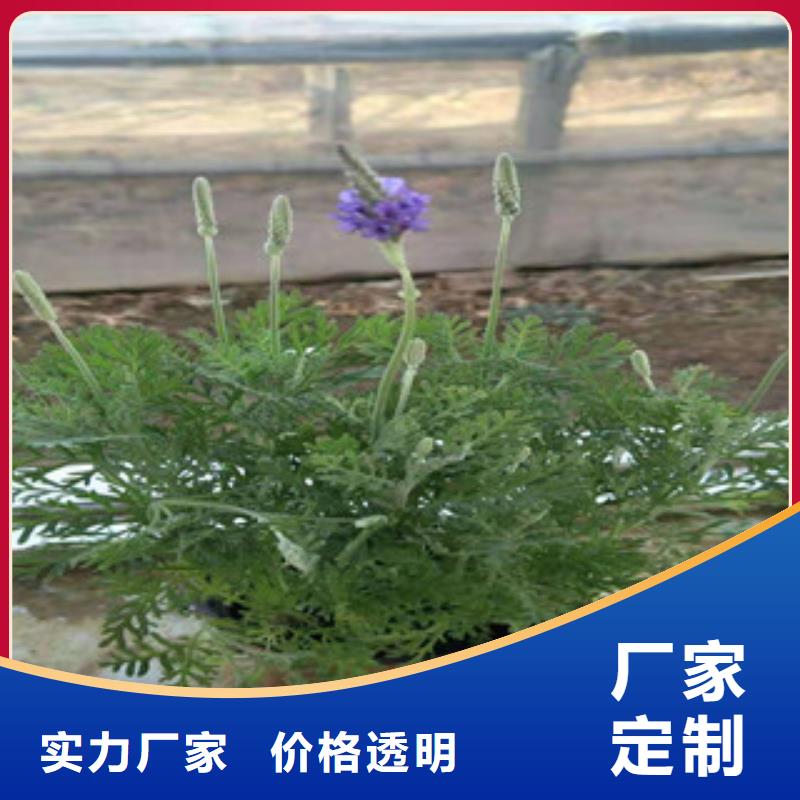 宿根花卉-水生植物/荷花睡莲原料层层筛选