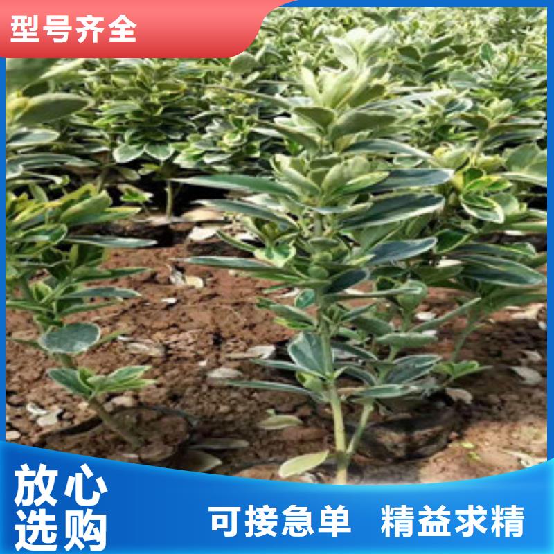 【宿根花卉柳叶马鞭草/薰衣草海量库存】