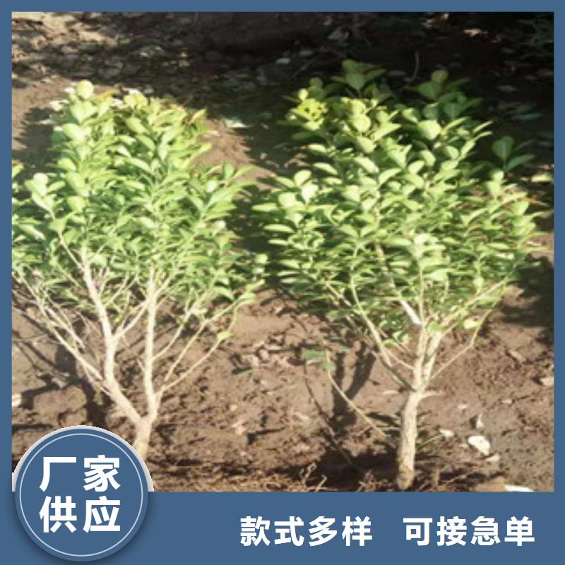 宿根花卉观赏草/蒲苇狼尾草好品质售后无忧