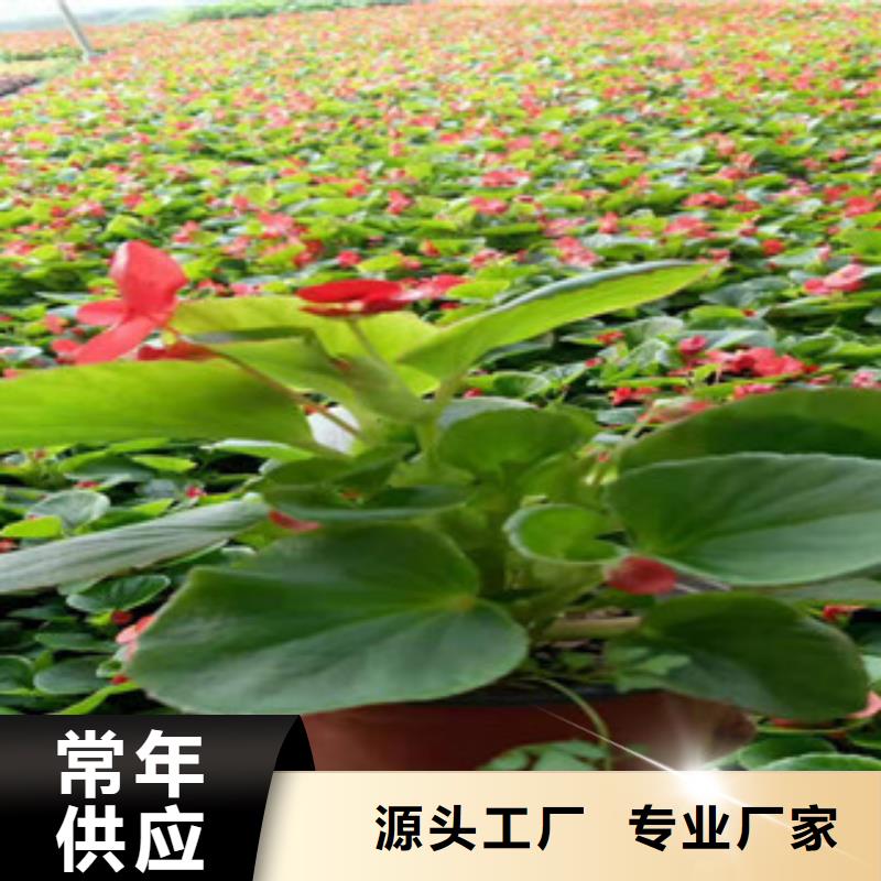 宿根花卉五一国庆草花批发保质保量