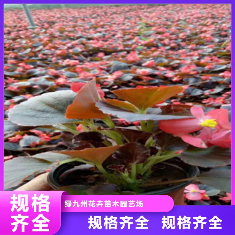 【宿根花卉柳叶马鞭草/薰衣草海量库存】