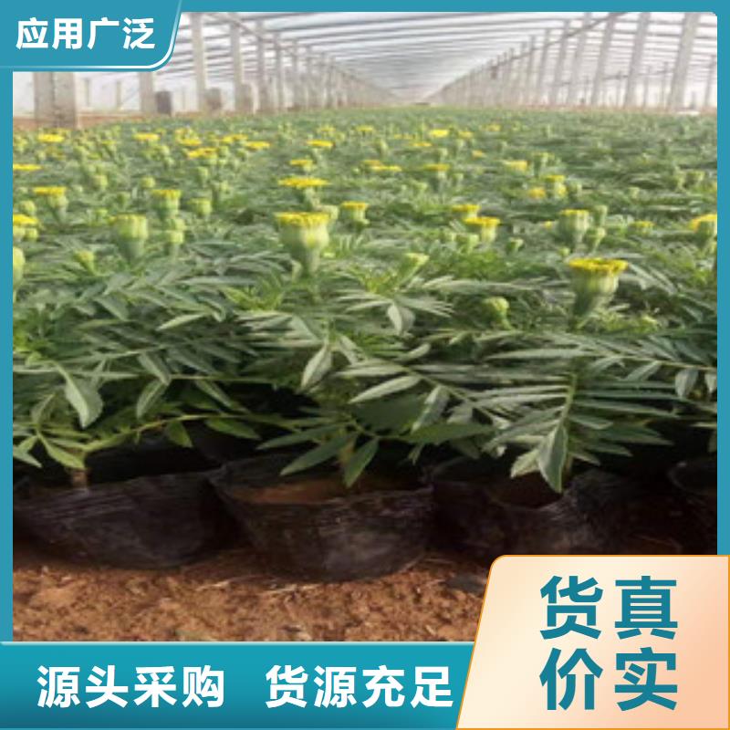 【宿根花卉】花海景观工程一周内发货绿九州