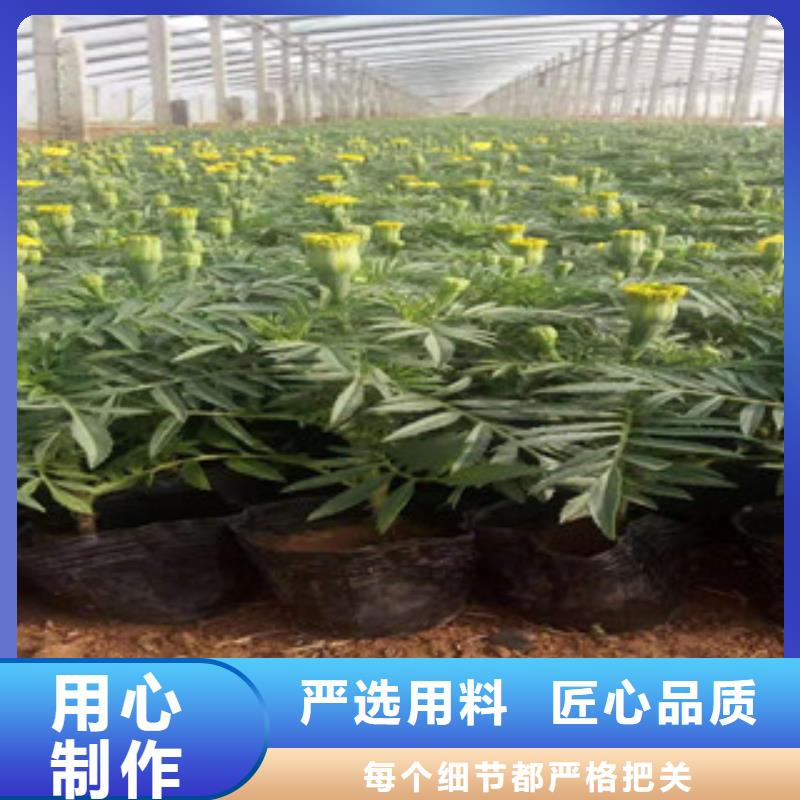 宿根花卉花海景观工程用心做品质