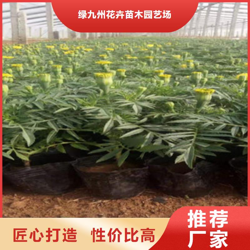 宿根花卉【五一国庆草花批发】可定制