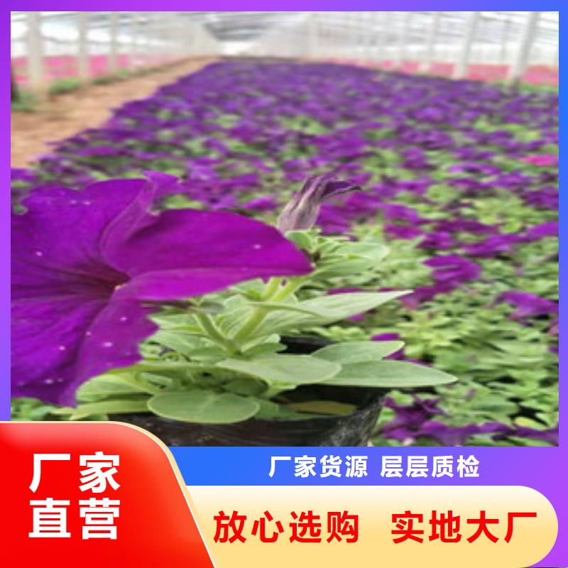 【宿根花卉】花海景观工程从厂家买售后有保障