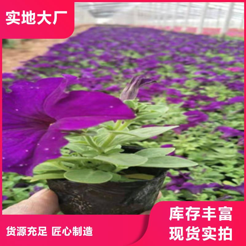 宿根花卉花海景观工程型号齐全