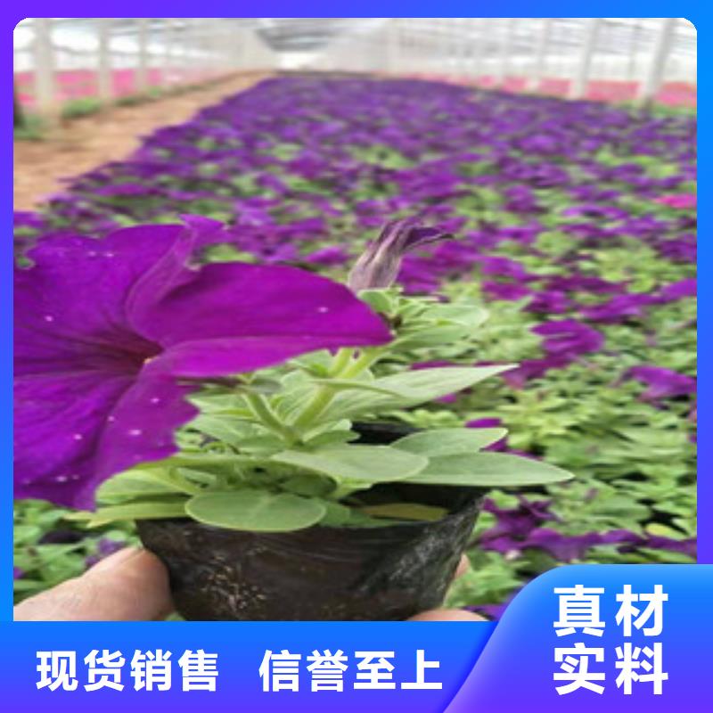 【宿根花卉】花海景观工程从厂家买售后有保障