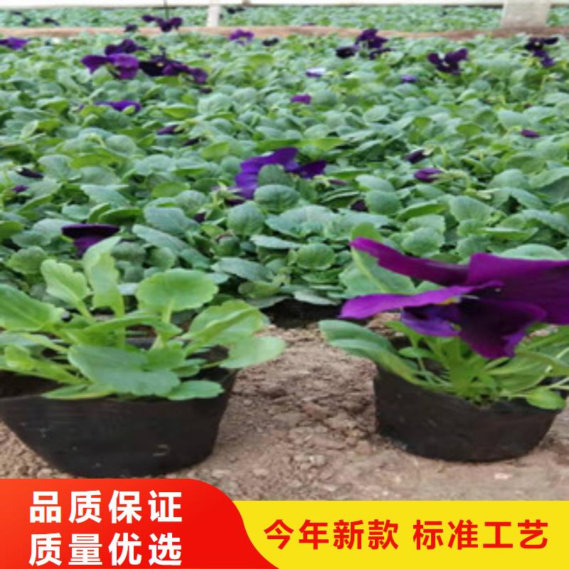 宿根花卉柳叶马鞭草/薰衣草品质无所畏惧