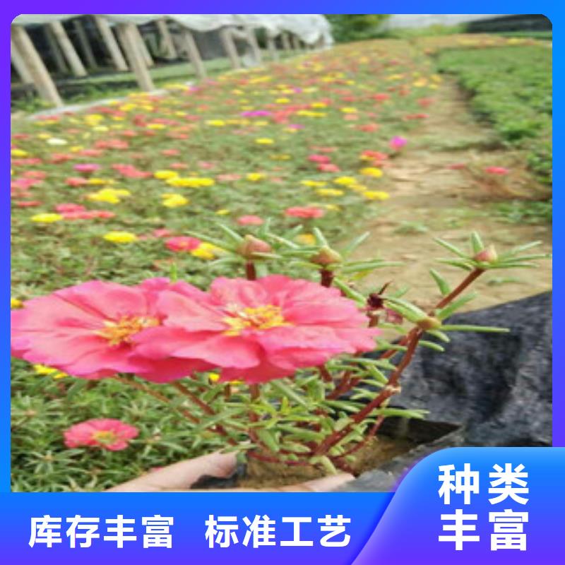 花海景观【宿根花卉基地】诚信经营质量保证