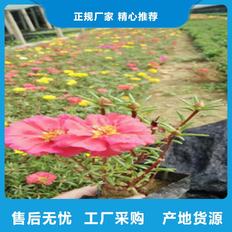 花海景观鲁冰花/粉黛乱子草品牌专营