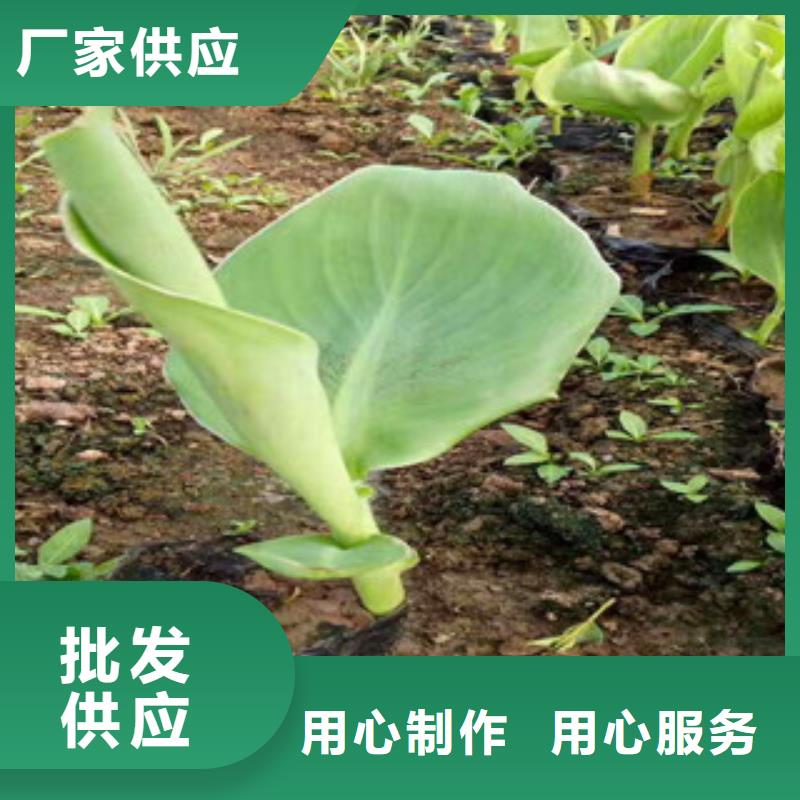 花海景观【水生植物/荷花睡莲】大库存无缺货危机