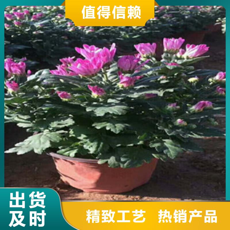 花海景观观赏草/蒲苇狼尾草专业完善售后