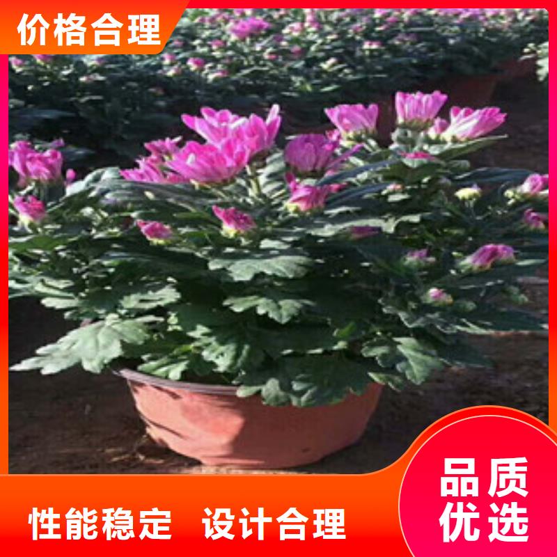 花海景观【鲁冰花/粉黛乱子草】产品细节