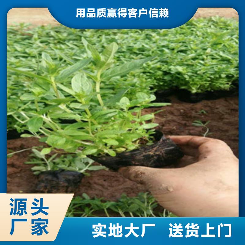 花海景观【柳叶马鞭草/薰衣草】源头厂家量大价优