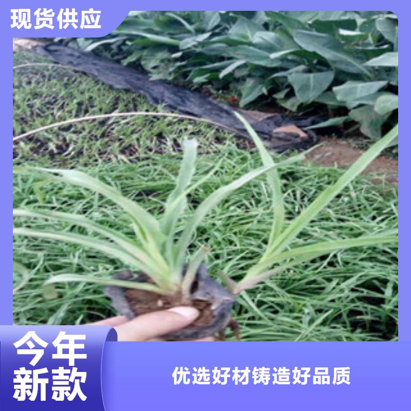 花海景观观赏草/蒲苇狼尾草快速物流发货