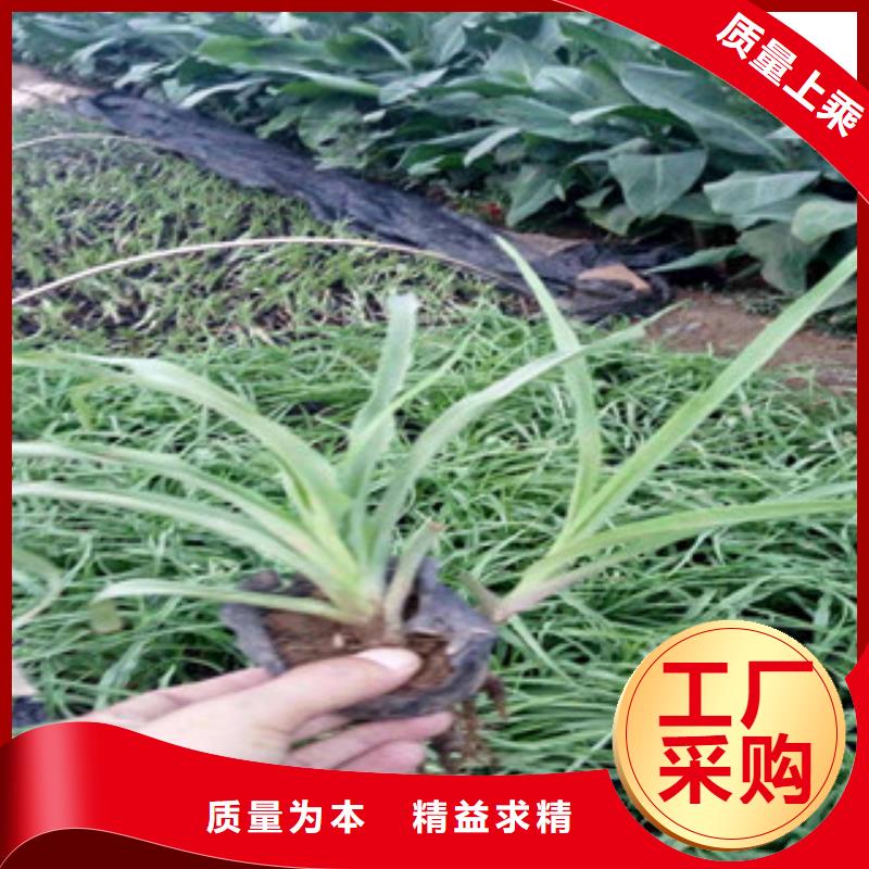 【花海景观观赏草/蒲苇狼尾草厂家直销规格多样】