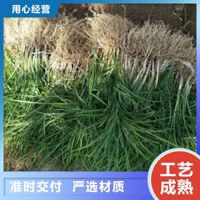 花海景观水生植物/荷花睡莲工厂认证