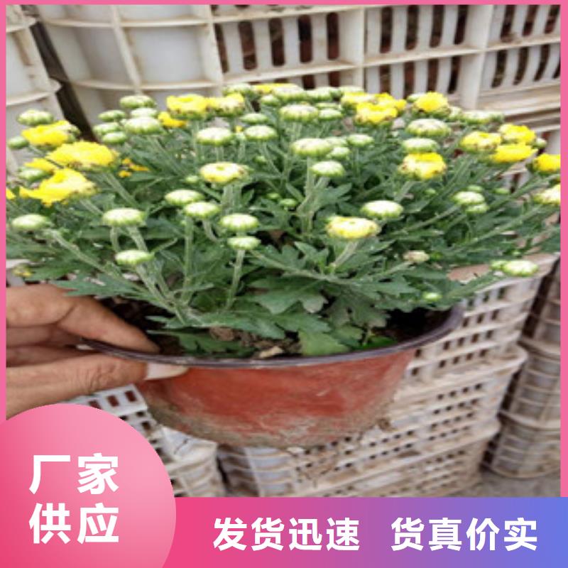 【花海景观花海景观工程精工打造】