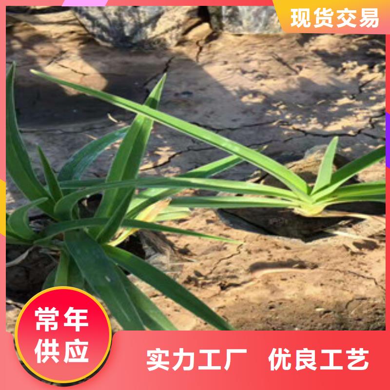 花海景观观赏草/蒲苇狼尾草快速物流发货