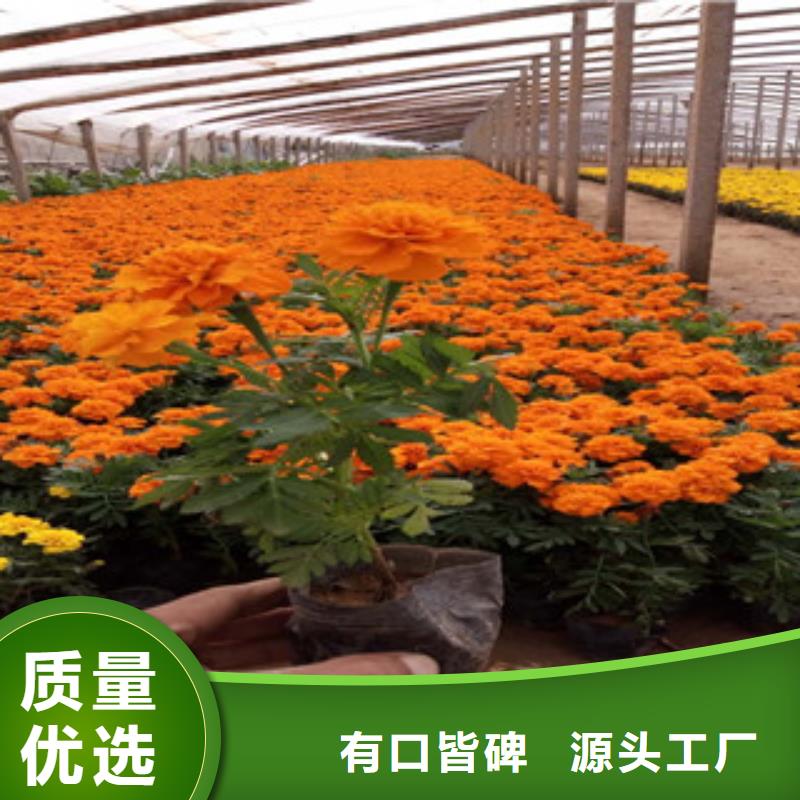 花海景观_【水生植物/荷花睡莲】可放心采购