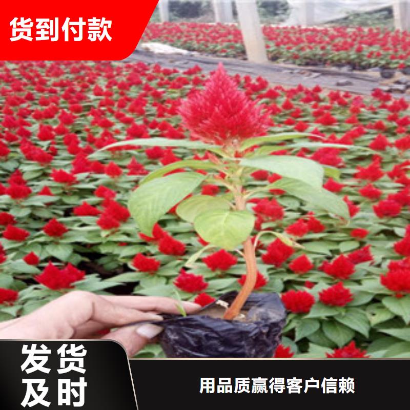 花海景观五一国庆草花批发质优价廉