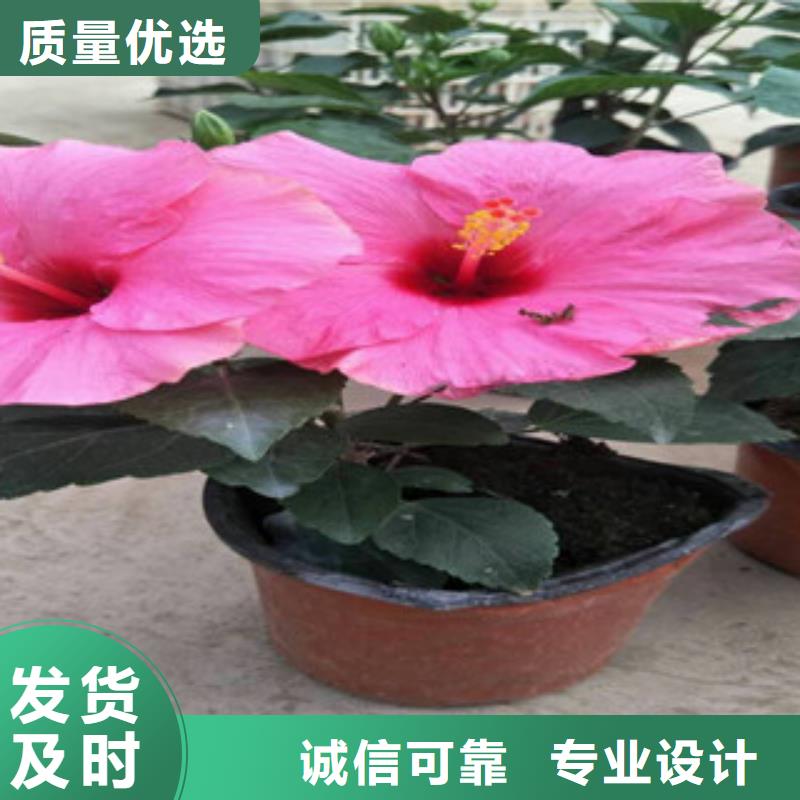 花海景观_观赏草/蒲苇狼尾草拒绝伪劣产品