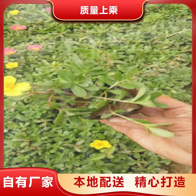 【花海景观】柳叶马鞭草/薰衣草追求品质