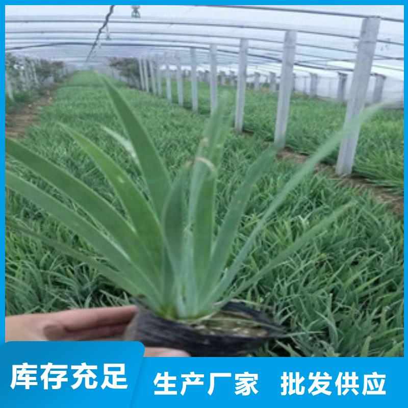 花海景观【水生植物/荷花睡莲】大库存无缺货危机