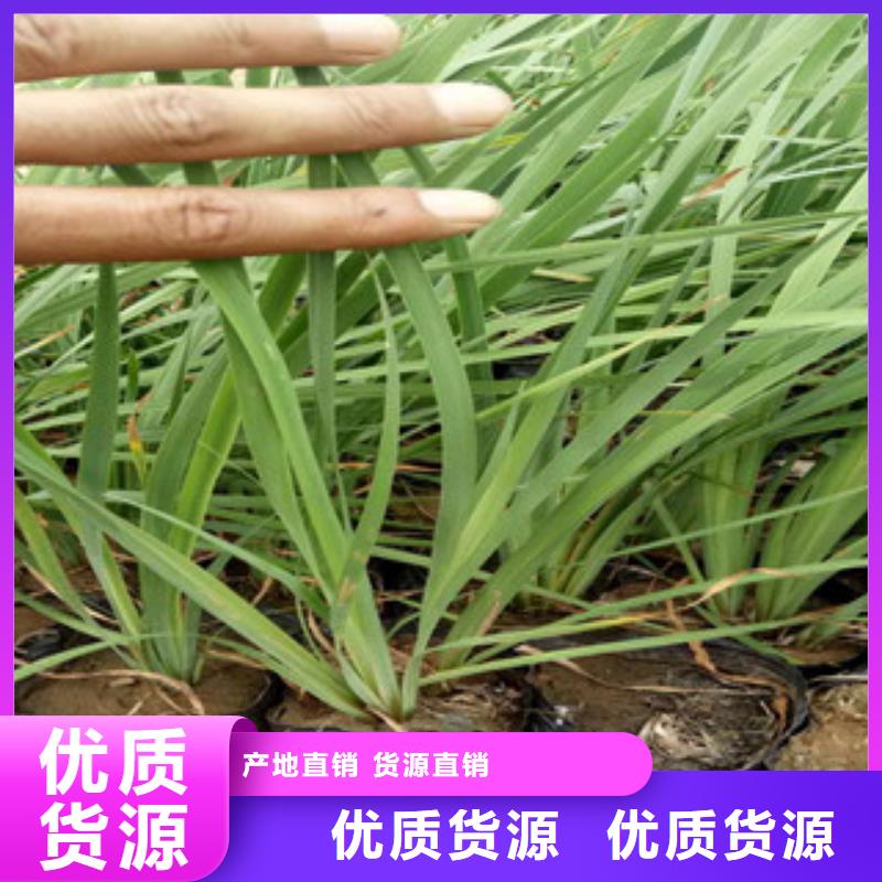 花海景观【水生植物/荷花睡莲】大库存无缺货危机